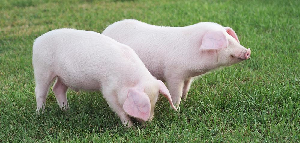 A pig of an insult A pig of an insult