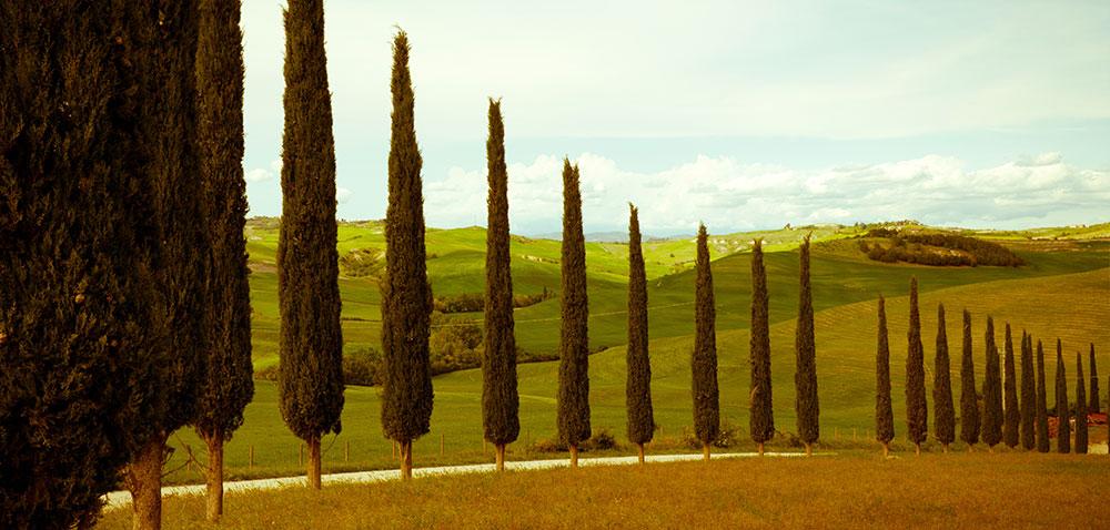 The iconic trees of Tuscany