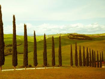 The iconic trees of Tuscany